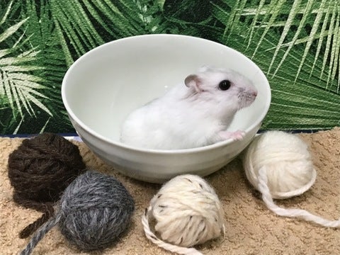 ※写真はイメージです。実際お店にいる仔と異なる場合がございます。