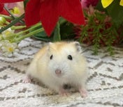 ※ 画像の仔はイメージです。実際にお店にいる仔とは異なります。