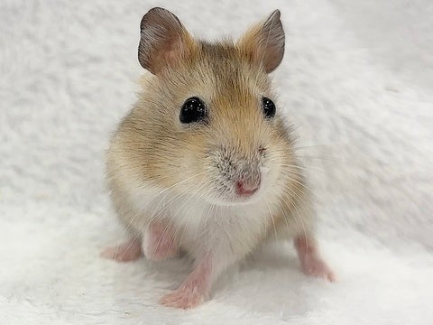 人気のイエローちゃんです✨