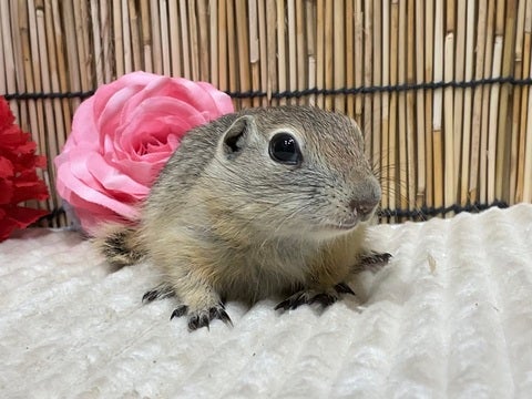 5/14撮影　※写真はイメージです