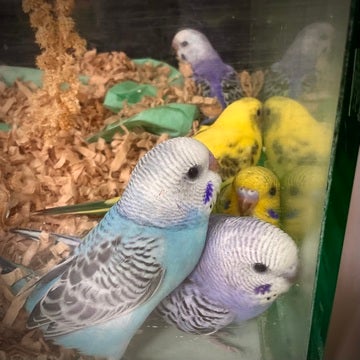 可愛い子たちです🦜🦜🦜🦜🦜2025年5月14日撮影📸