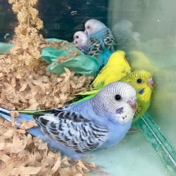 元気なセキセイさんたちです🦜✨🫧2025年5月14日撮影📸