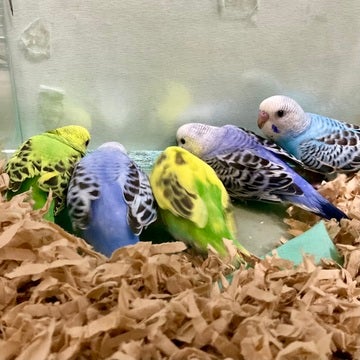 💚💙💛💙🩵ご来店お待ちしております🩵💙💛💙💚
