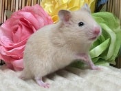 5/14撮影　※写真はイメージです