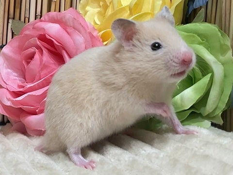 5/14撮影　※写真はイメージです