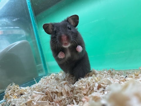 可愛いハムスターさんです🐹✨🫧2025年5月14日撮影📸