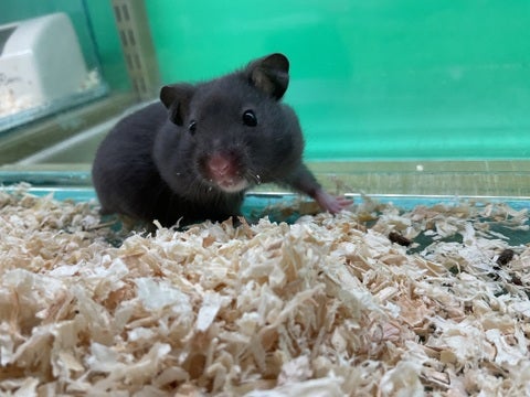 みなさまのご来店をスタッフ一同お待ちしております🫰🏻🫰🏻🐹🫰🏻🫰🏻