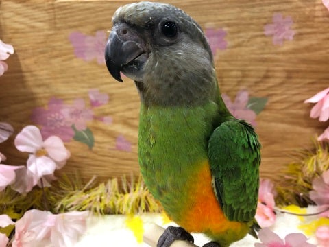 【3月19日撮影】