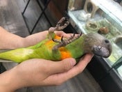 【5月14日撮影】ニギコロでご満悦顔…💖