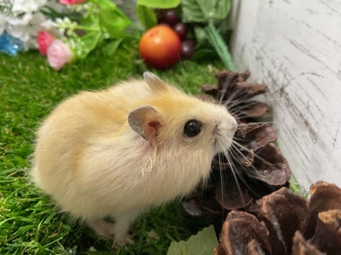 ご飯大好き可愛いイエローさんです🐹✨🫧2025年5月14日撮影📸