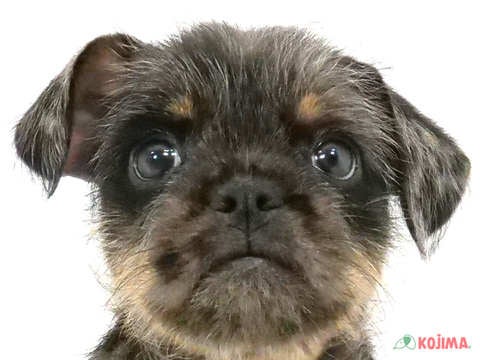 千葉県のハーフ犬（フレンチフォン） (コジマウエルケアセンター/2025年3月15日生まれ/男の子/ブルーマールタン)の子犬