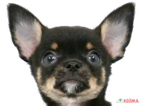 埼玉県のチワワ(スムース) (コジマ三郷店/2025年3月8日生まれ/男の子/ブラックタンホワイト)の子犬
