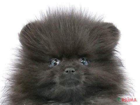 千葉県のポメラニアン (コジマアリオ柏店/2025年3月8日生まれ/女の子/ブラック)の子犬