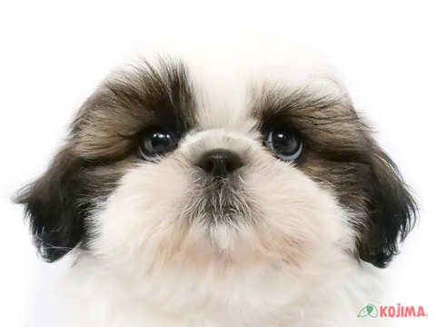 千葉県のシーズー (コジマウエルケアセンター/2025年3月7日生まれ/女の子/ホワイトゴールド)の子犬