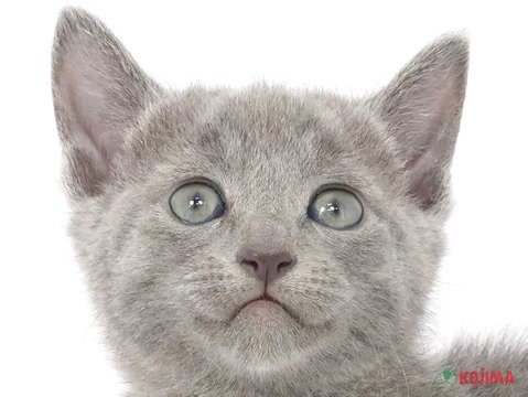 千葉県のロシアンブルー (コジマウエルケアセンター/2025年3月15日生まれ/女の子/ブルー)の子猫