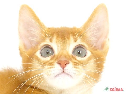 千葉県のアビシニアン (コジマウエルケアセンター/2025年3月15日生まれ/男の子/レッド)の子猫
