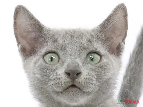 千葉県のロシアンブルー (コジマウエルケアセンター/2025年3月15日生まれ/男の子/ブルー)の子猫