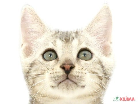 千葉県のベンガル (コジマウエルケアセンター/2025年3月14日生まれ/男の子/シルバーマーブルタビー)の子猫