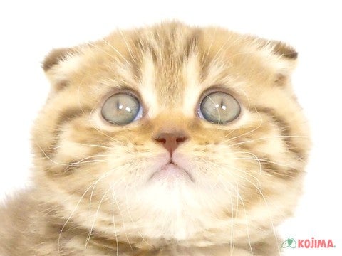 千葉県のスコティッシュフォールド (コジマウエルケアセンター/2025年3月14日生まれ/女の子/チョコレートタビー)の子猫