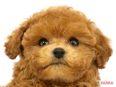 千葉県のトイプードル(トイ) (コジマウエルケアセンター/2025年3月12日生まれ/男の子/レッド)の子犬