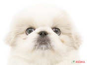 827265_ext_33_0_L.jpg