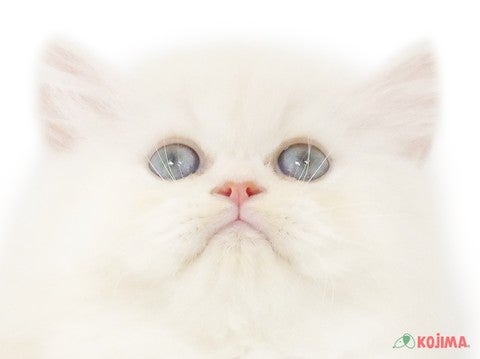 千葉県のペルシャ (コジマウエルケアセンター/2025年3月14日生まれ/男の子/クリーム)の子猫