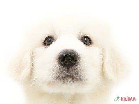千葉県のグレートピレニーズ (コジマウエルケアセンター/2025年3月6日生まれ/男の子/ホワイト)の子犬