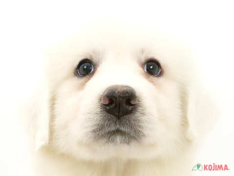 千葉県のグレートピレニーズ (コジマウエルケアセンター/2025年3月6日生まれ/女の子/ホワイト)の子犬