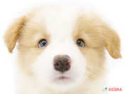 827506_ext_33_0_L.jpg