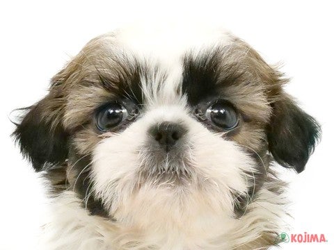 千葉県のシーズー (コジマウエルケアセンター/2025年3月15日生まれ/女の子/ホワイトゴールド)の子犬