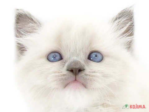 千葉県のラグドール (コジマウエルケアセンター/2025年3月15日生まれ/女の子/ブルーポイント)の子猫