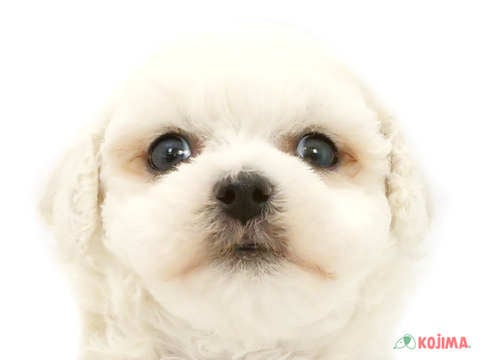 千葉県のビションフリーゼ (コジマウエルケアセンター/2025年3月16日生まれ/男の子/ホワイト)の子犬