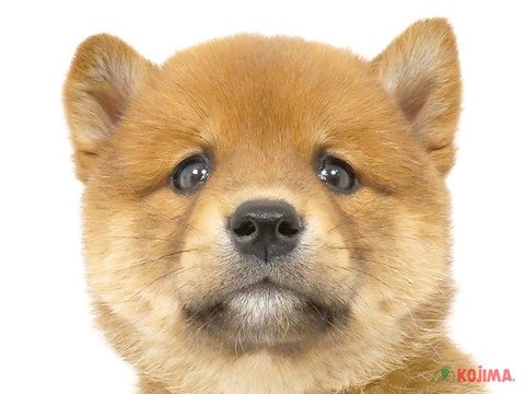 神奈川県の柴犬(標準サイズ) (コジマ横浜青葉店/2025年3月15日生まれ/男の子/赤)の子犬