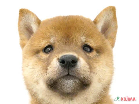 埼玉県の柴犬(標準サイズ) (コジマ和光店/2025年3月15日生まれ/男の子/赤)の子犬