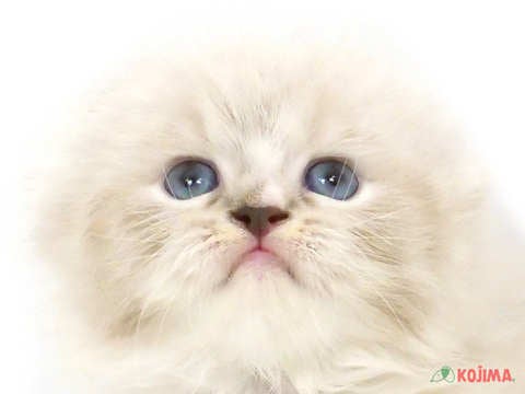千葉県のアメリカンカール (コジマウエルケアセンター/2025年3月13日生まれ/女の子/シールポイント)の子猫