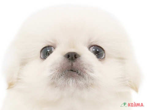 千葉県のペキニーズ (コジマウエルケアセンター/2025年3月12日生まれ/男の子/ホワイト)の子犬
