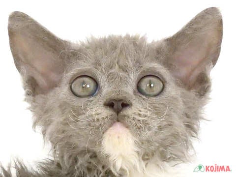 千葉県のセルカークレックス (コジマウエルケアセンター/2025年3月14日生まれ/女の子/ブルーホワイト)の子猫