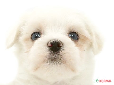 東京都のマルチーズ (コジマ新小岩店/2025年3月12日生まれ/女の子/ホワイト)の子犬
