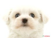 827615_ext_33_0_L.jpg