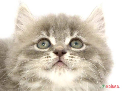千葉県のサイベリアン (コジマウエルケアセンター/2025年3月16日生まれ/女の子/ブルータビー)の子猫