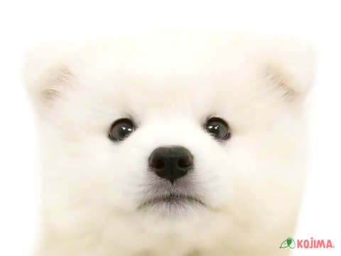 千葉県の日本スピッツ (コジマウエルケアセンター/2025年3月15日生まれ/男の子/ホワイト)の子犬