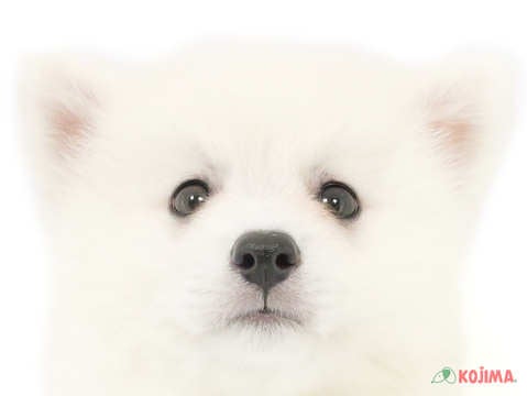 千葉県の日本スピッツ (コジマウエルケアセンター/2025年3月15日生まれ/男の子/ホワイト)の子犬