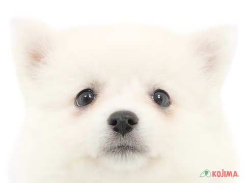 千葉県の日本スピッツ (コジマウエルケアセンター/2025年3月15日生まれ/女の子/ホワイト)の子犬