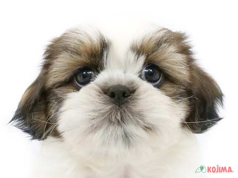 千葉県のシーズー (コジマウエルケアセンター/2025年3月17日生まれ/男の子/ホワイトゴールド)の子犬