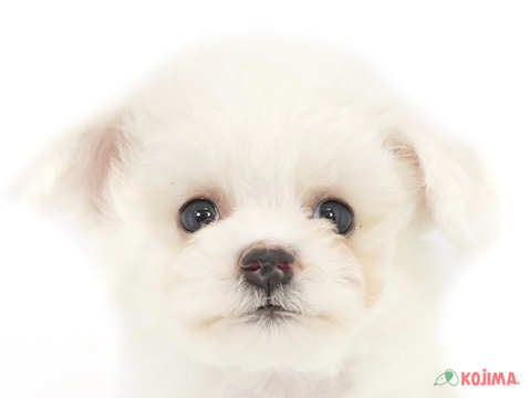 千葉県のビションフリーゼ (コジマウエルケアセンター/2025年3月17日生まれ/男の子/ホワイト)の子犬