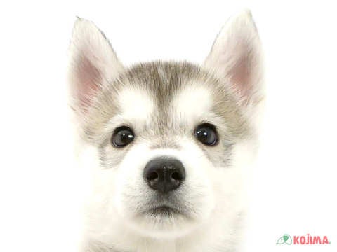 埼玉県のシベリアンハスキー (コジマ三郷店/2025年3月15日生まれ/男の子/シルバーホワイト)の子犬