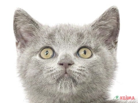 千葉県のブリティッシュショートヘアー (コジマウエルケアセンター/2025年3月13日生まれ/男の子/ブルー)の子猫