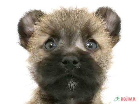 千葉県のケアーンテリア (コジマウエルケアセンター/2025年3月15日生まれ/男の子/ウィートン)の子犬