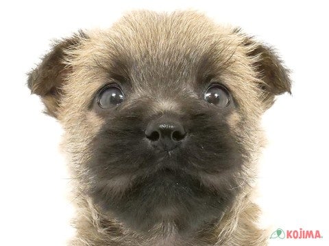 千葉県のケアーンテリア (コジマウエルケアセンター/2025年3月15日生まれ/男の子/ウィートン)の子犬