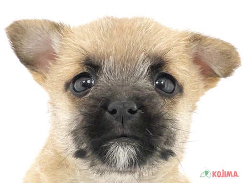 千葉県のケアーンテリア (コジマウエルケアセンター/2025年3月15日生まれ/女の子/ウィートン)の子犬